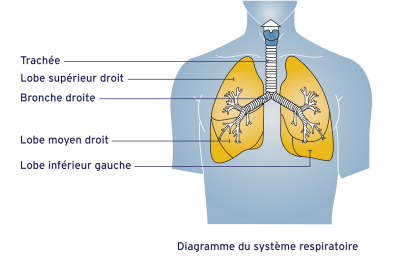 Diagramme du système respiratoire
