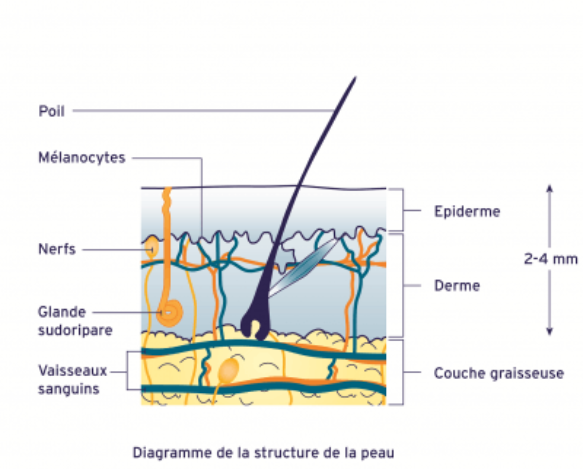 Anatomie de la peau